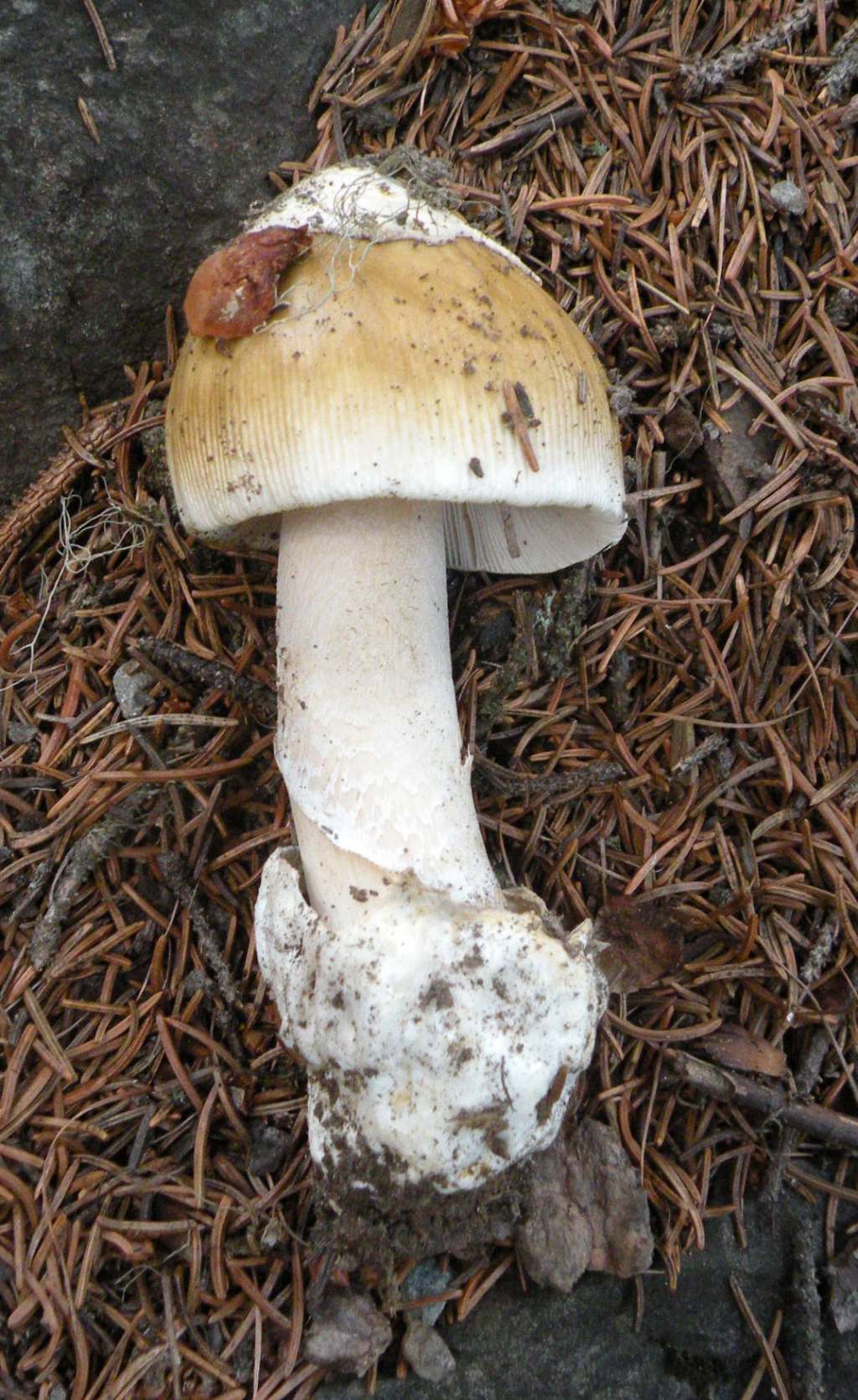 Cucciolo di Amanita?